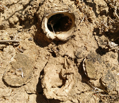 Trapdoor Spider Lair