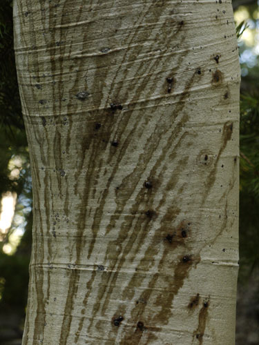 Aspen Sap